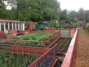 Our Allotments
